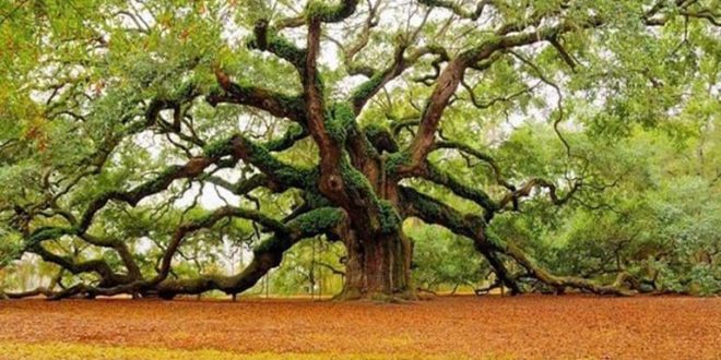 400-Year-Old Bonsai Stolen