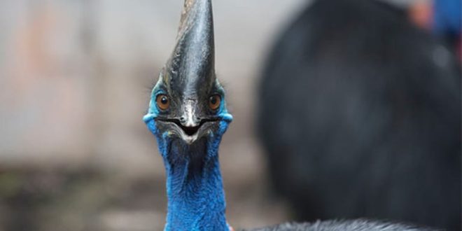 Florida cassowary attack
