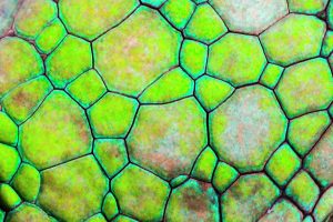 Artificial Chameleon Skin