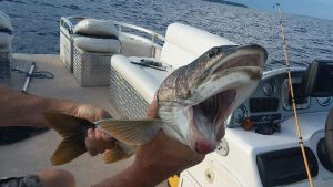 Two mouthed fish