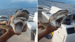 Two mouthed fish