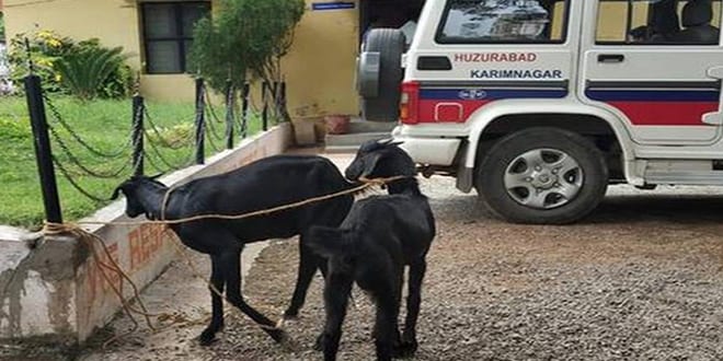 police arrested Two Goats