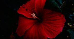 HD-wallpaper-hibiscus-hibiscus-red