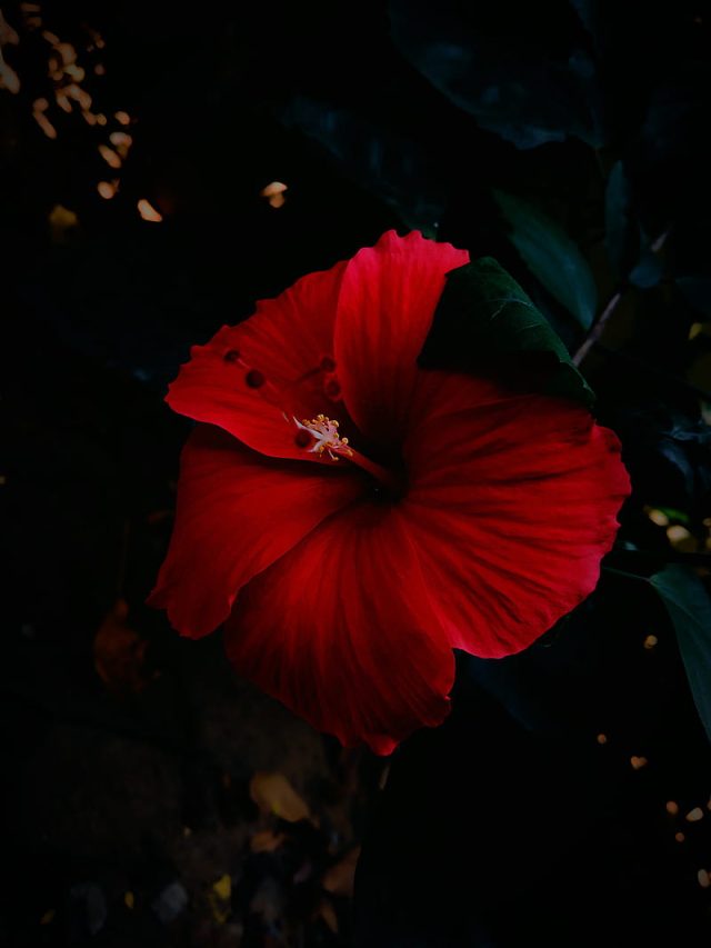 HD-wallpaper-hibiscus-hibiscus-red